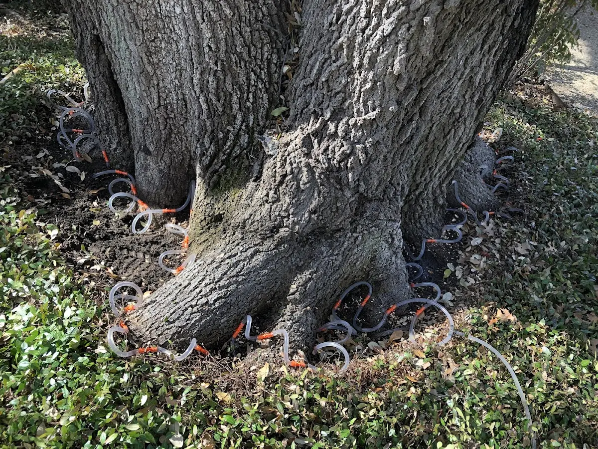 Detailed Tree Cabling and Bracing job site in La Verkin
