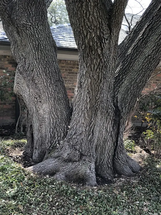 Mature heritage tree close to a La Verkin property cared for by certified arborists